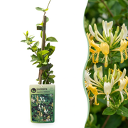 Japanse kamperfoelie Lonicera &
