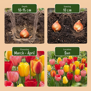 Darwin hybride tulpen mix bloembollen