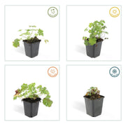 24x Geranium cant. &