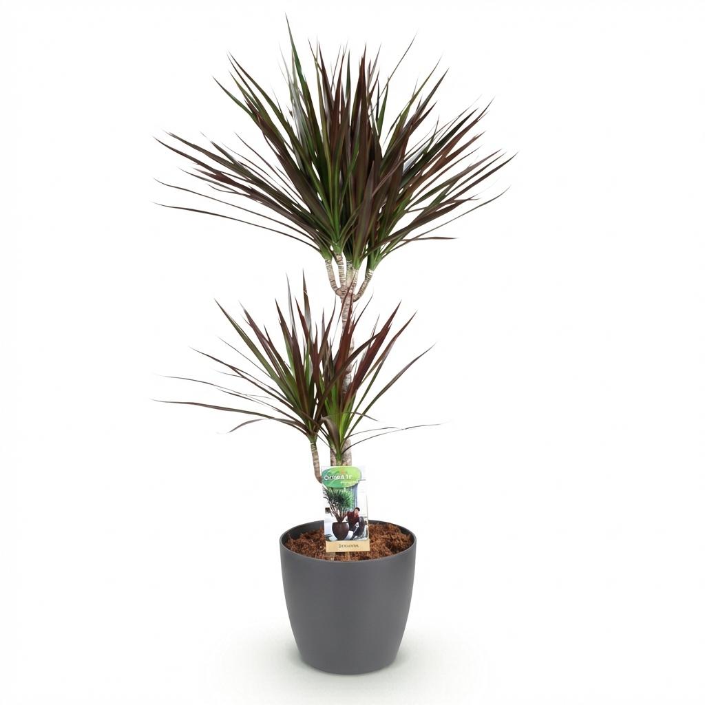 Dracaena Magenta, groene bladeren