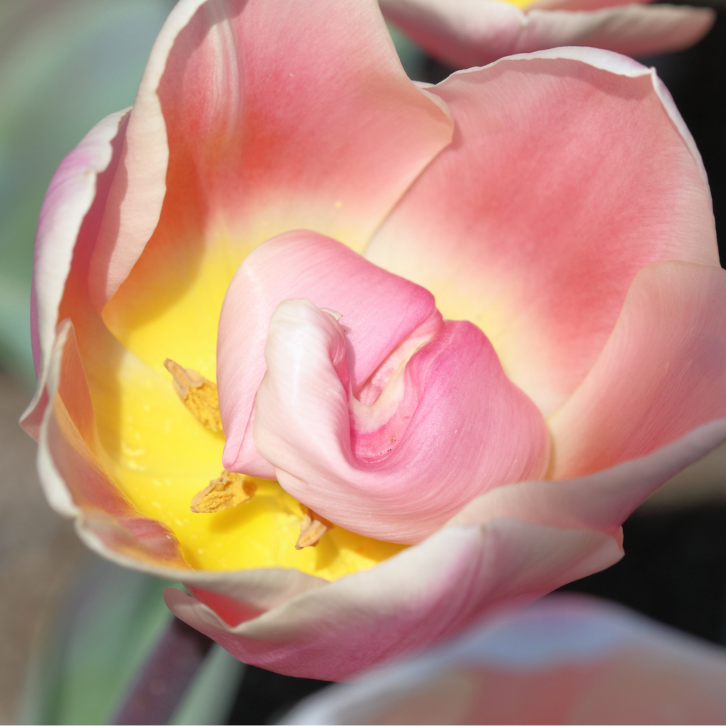 Tulpenbollen Apricot Delight, roze abrikoos tulp, 20 stuks, kenmerkend blad