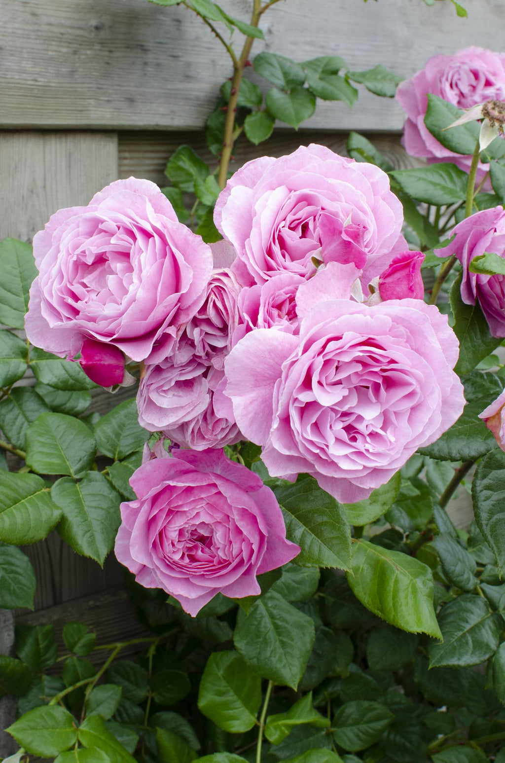 Detailfoto van Rosa Crazy in love 'Pink' - Roze Roos