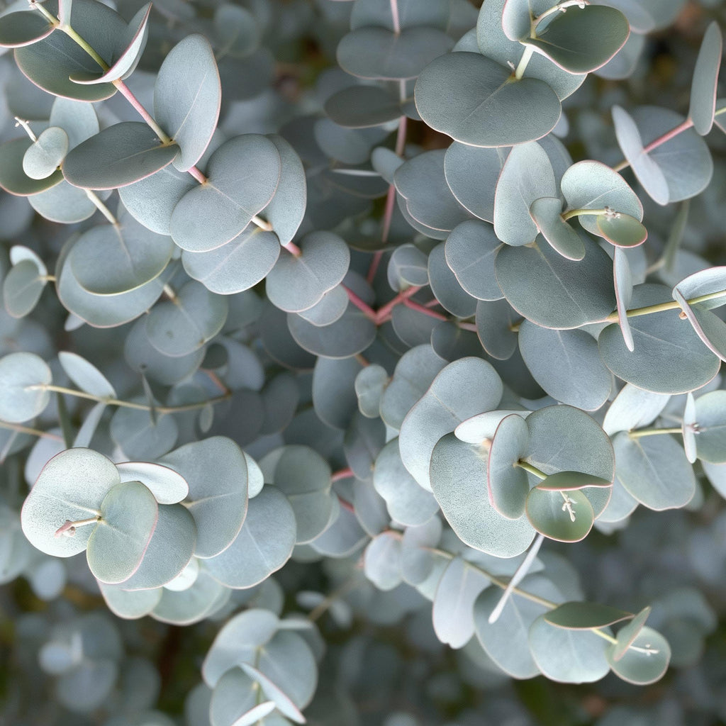 Eucalyptus gunni Azure, groeiwijze van de plant