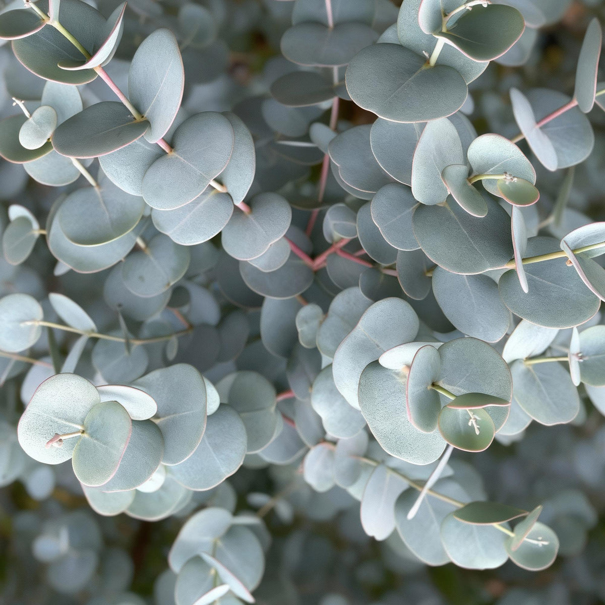 Eucalyptus gunni Azure, groeiwijze van de plant
