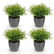 4x Pogonatherum Monica - Kamerbamboe - Met grijze pot