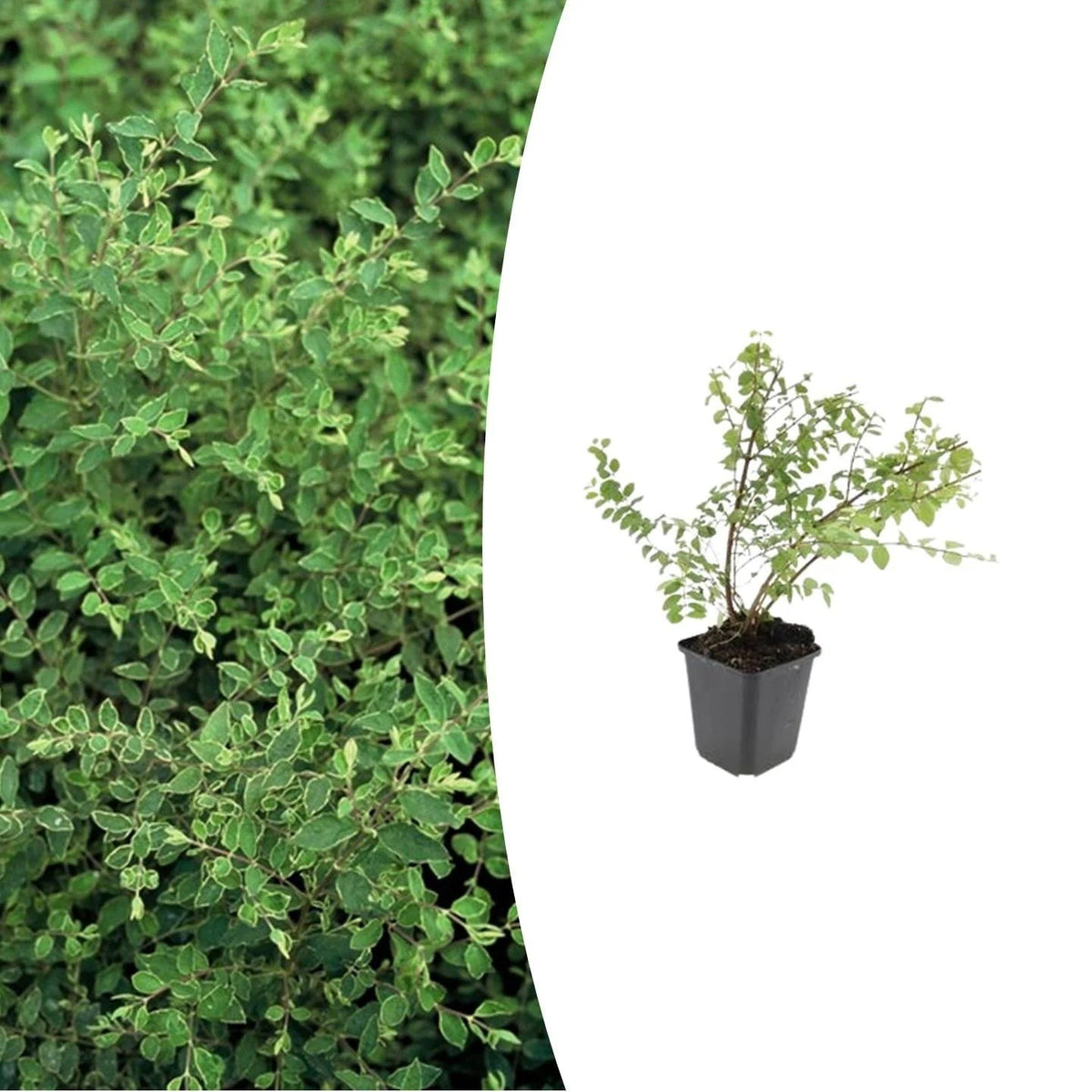 Symphoricarpos ch. 'Hancock', plant in pot