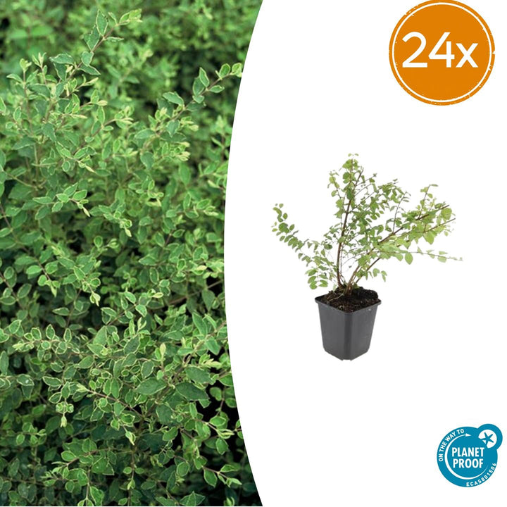 Symphoricarpos ch. &
