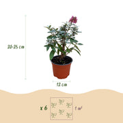 3x Buddleja davidii Butterfly Candy Little Ruby