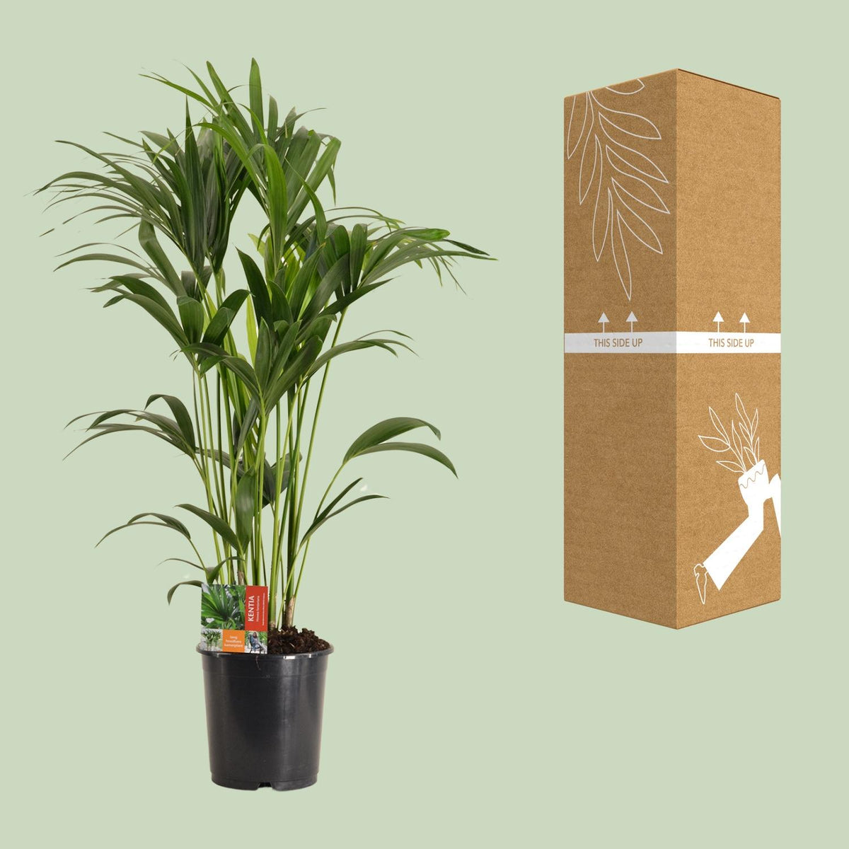 Howea Forsteriana, groene bladeren