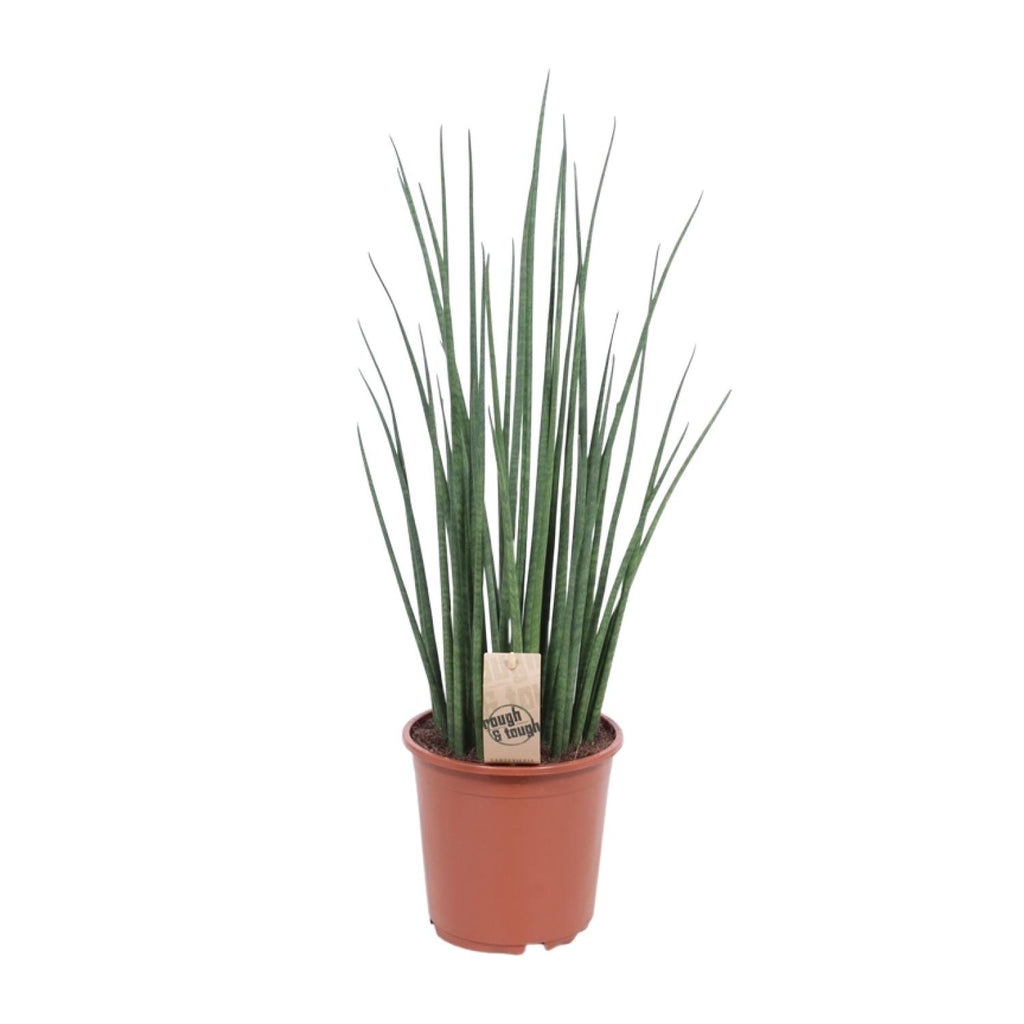 Productfoto van Sansevieria Mikado