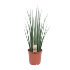 Productfoto van Sansevieria Mikado