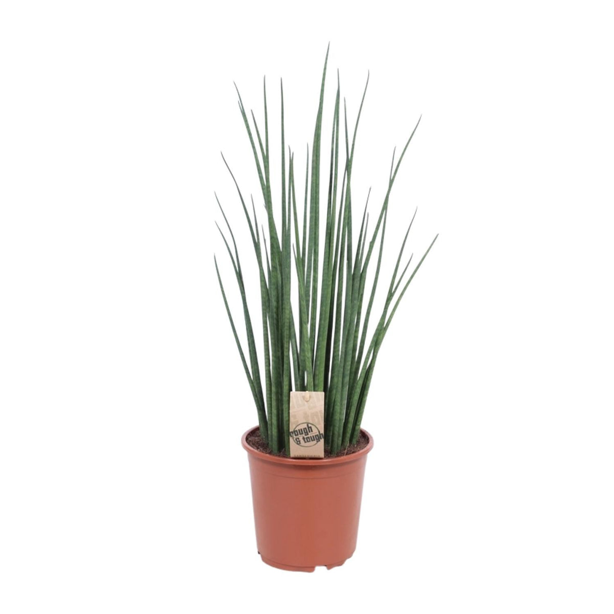 Productfoto van Sansevieria Mikado
