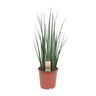 Sansevieria Mikado