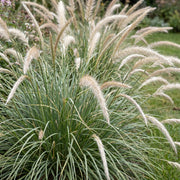 Pennisetum or. Fairy Tales - Lampenpoetsergras - Met Pluim - 12 Planten