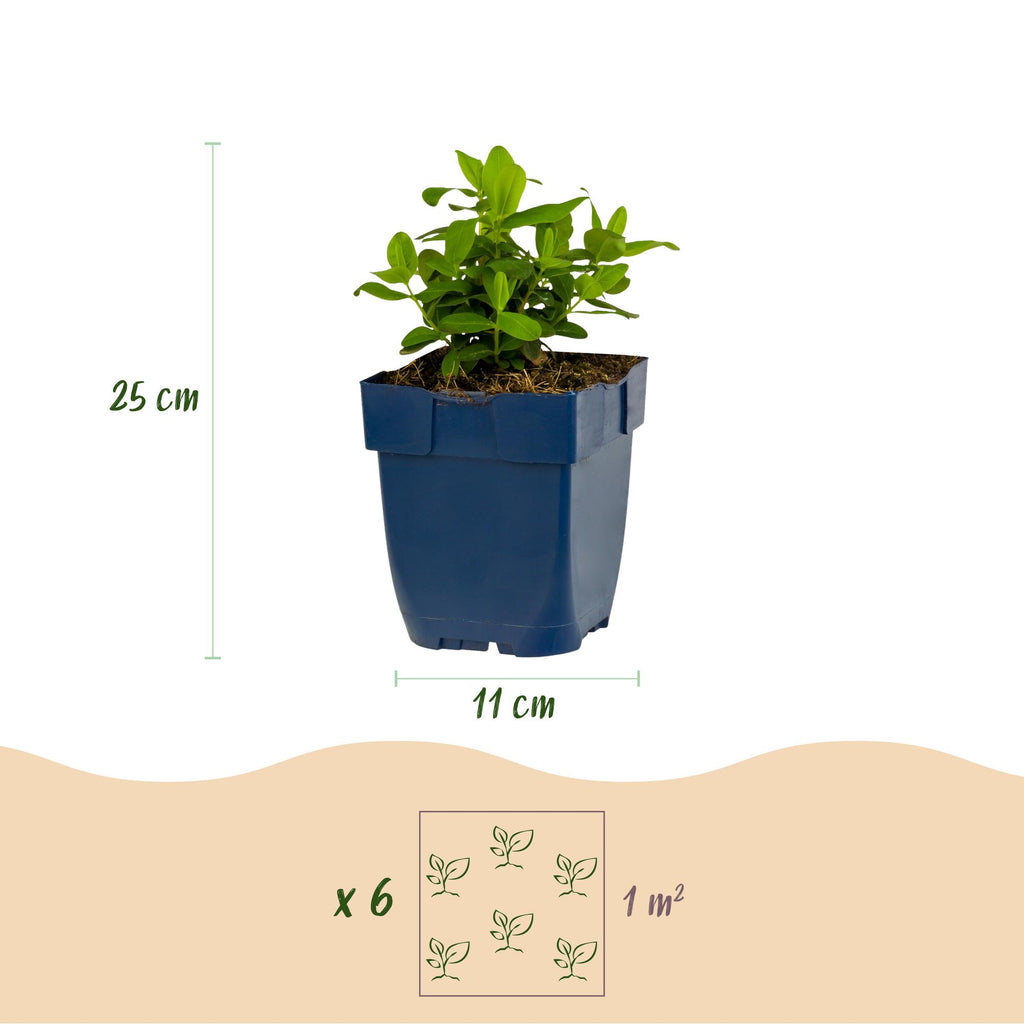 Sint-Janskruid Hypericum calycinum, geel, bodembedekkende tuinplant