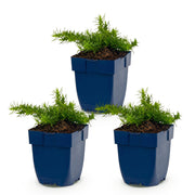 3x Vlambloem Maischnee