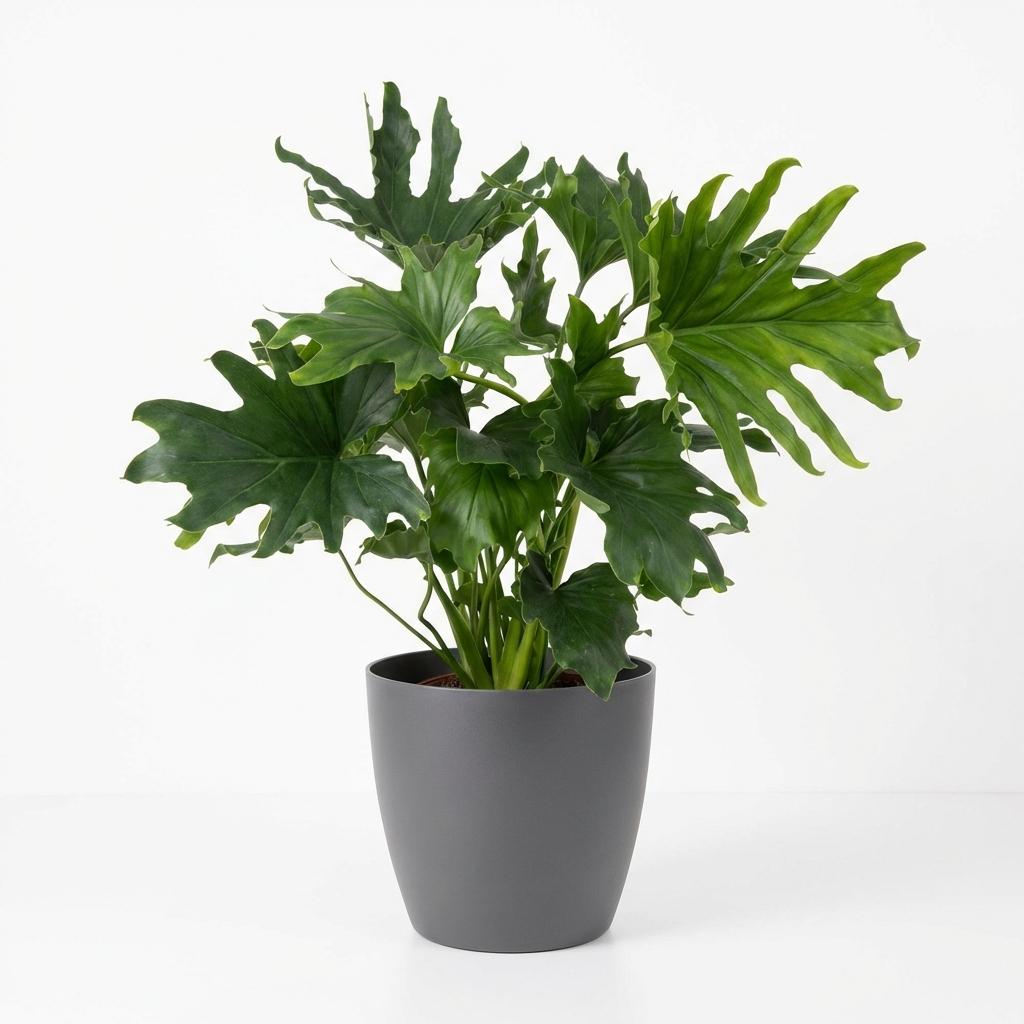 Philodendron Lickety split, groene bladeren