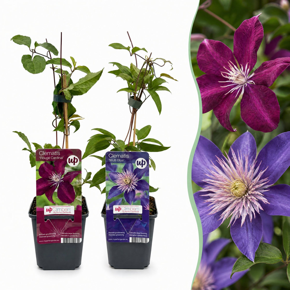 Clematis duo blauw en rood - bosrank, plant in pot