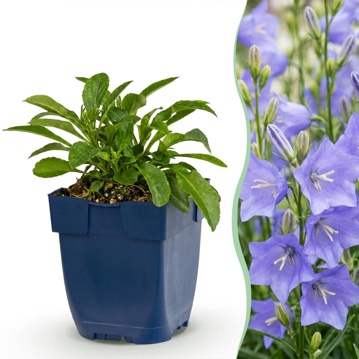 Perzikbladklokje persicifolia, 12x met blauwe bloemen