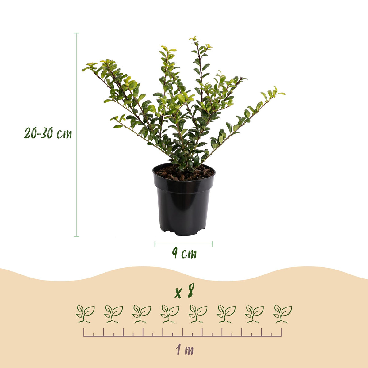 Japanse hulst Golden Gem, groeiwijze van de plant
