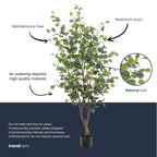 Eucalyptus boom, kenmerkend blad