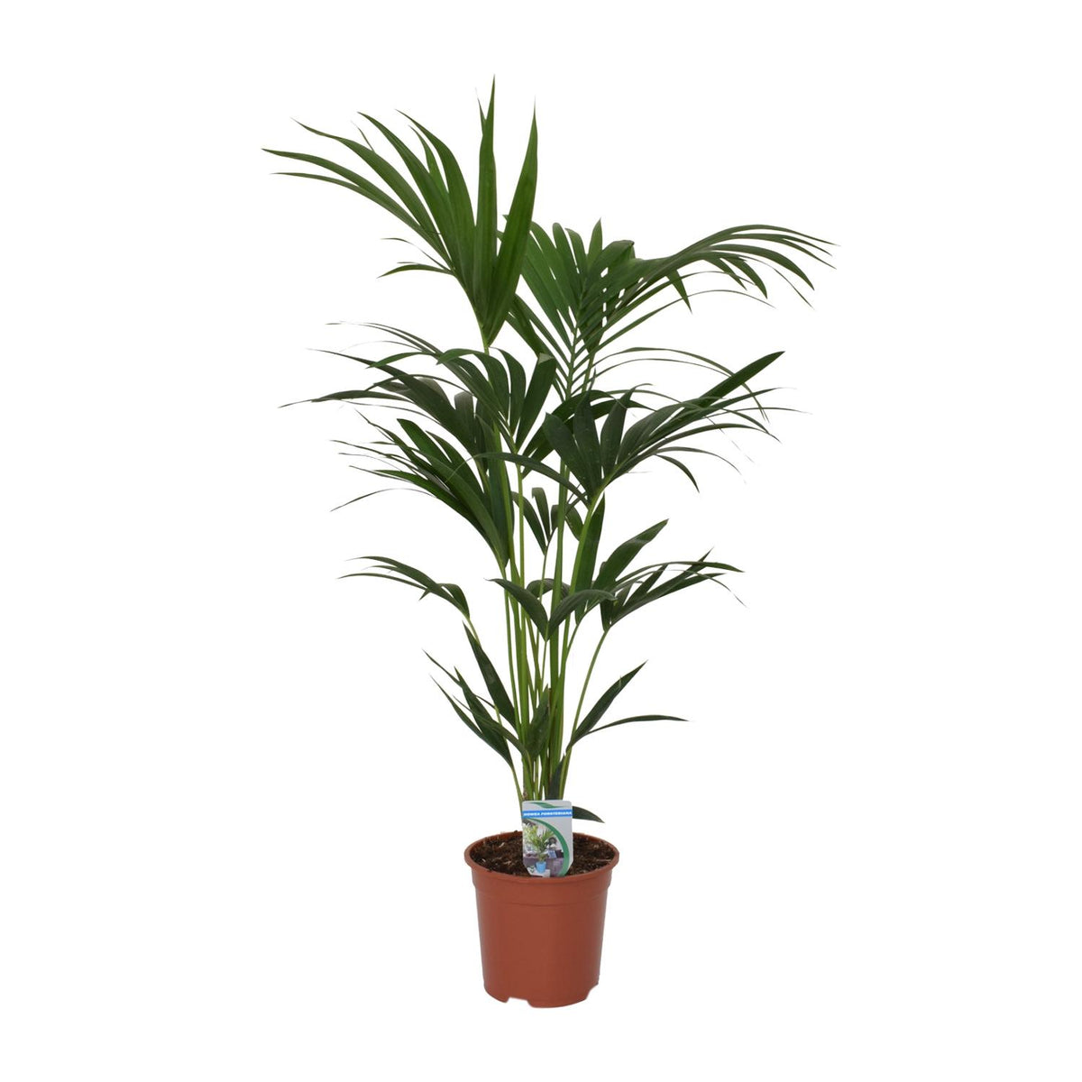 Howea forsteriana, plant in pot