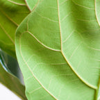 Ficus Lyrata met witte pot, groene bladeren