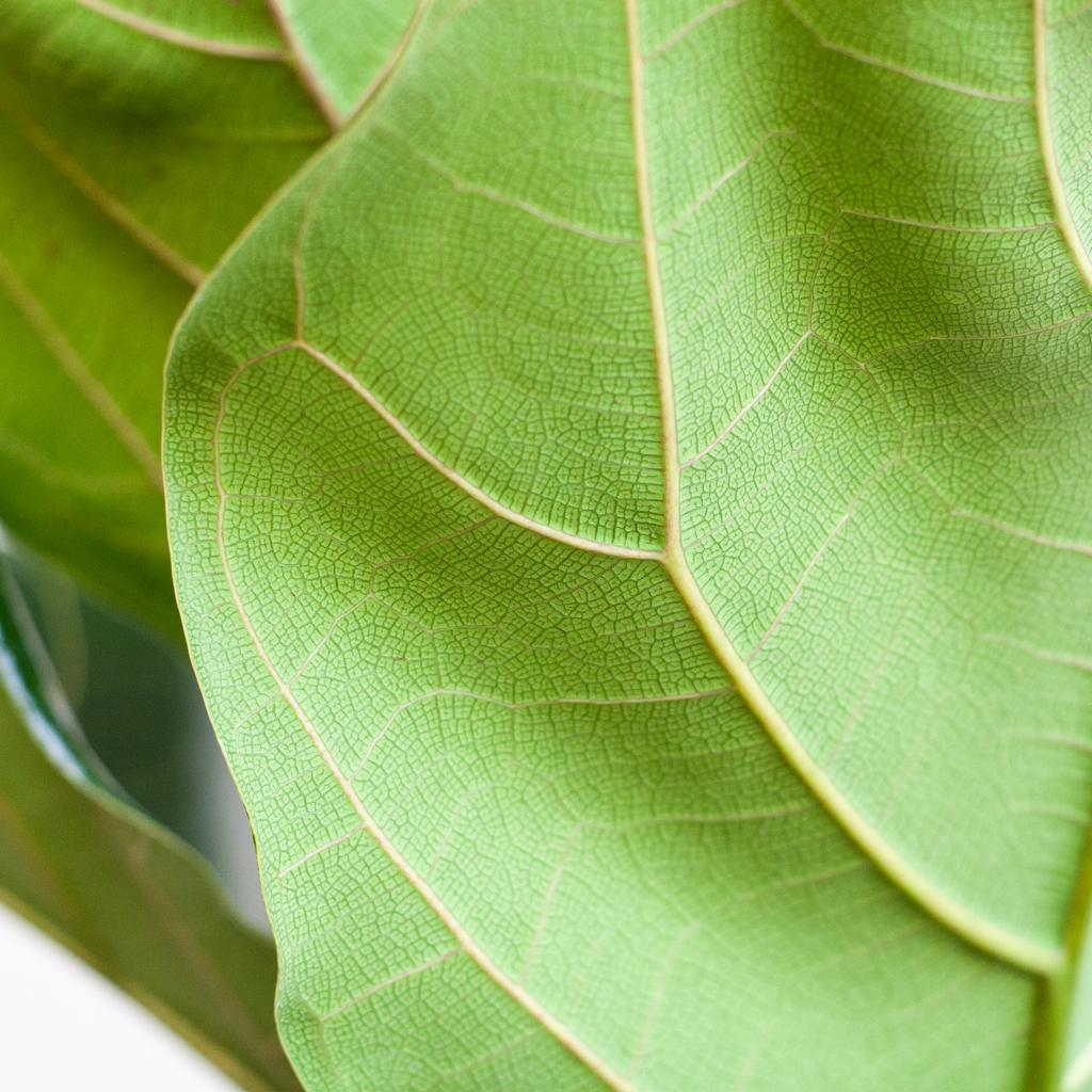 Ficus Lyrata met witte pot, groene bladeren