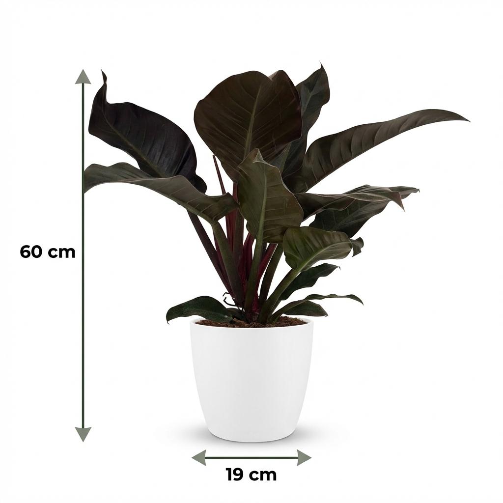 Philodendron Imperial Red - Rood met witte pot, groeiwijze van de plant