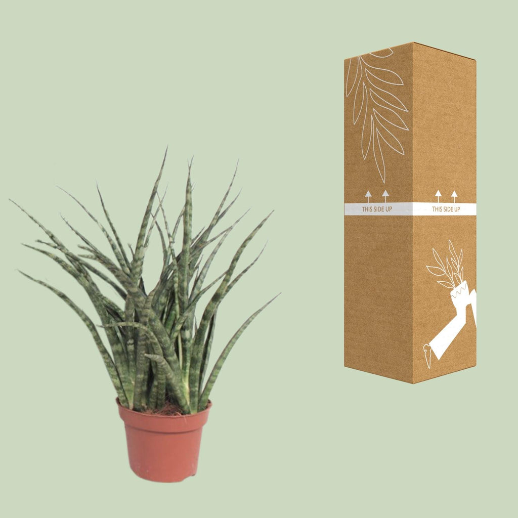 Detailfoto van Sansevieria Fernwood Punk