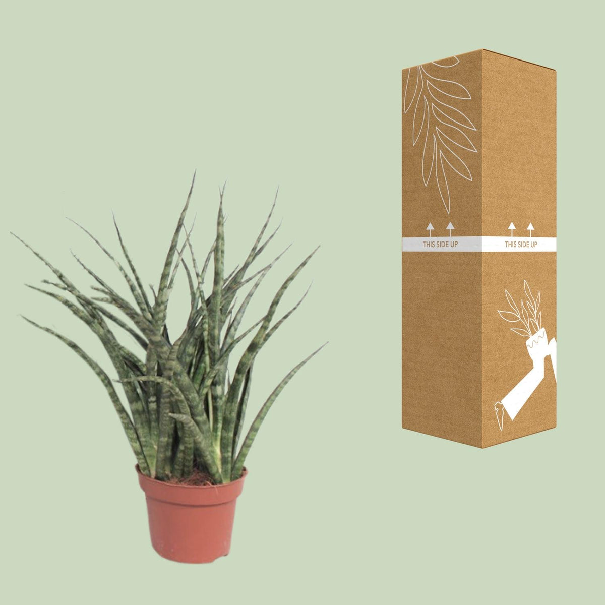Detailfoto van Sansevieria Fernwood Punk