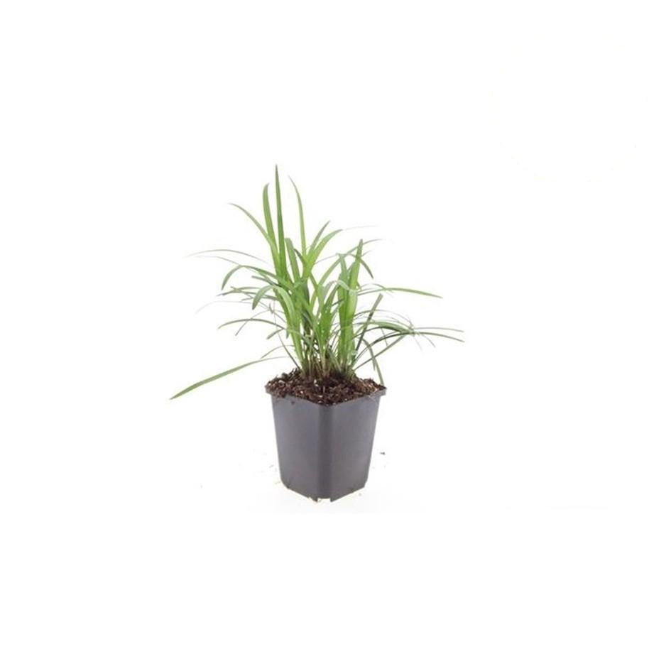 Liriope muscari 'Moneymaker', plant in pot