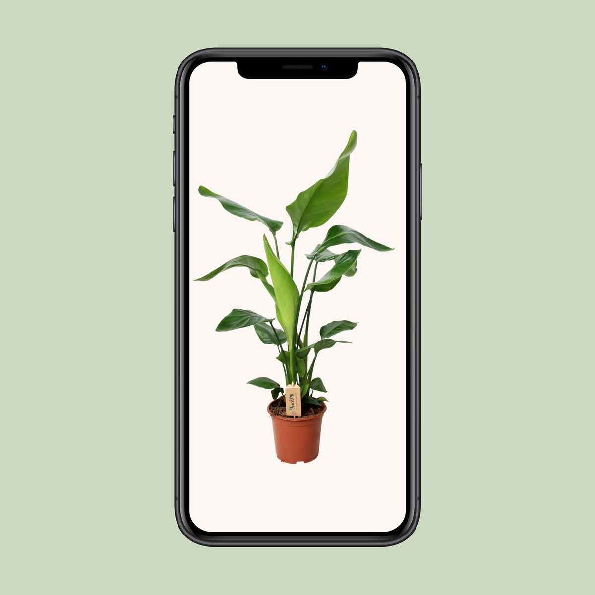 Detailfoto van Aanbieding - Strelitzia Nicolai