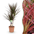 Dracaena Magenta, 70-80 cm hoog, detail van het blad
