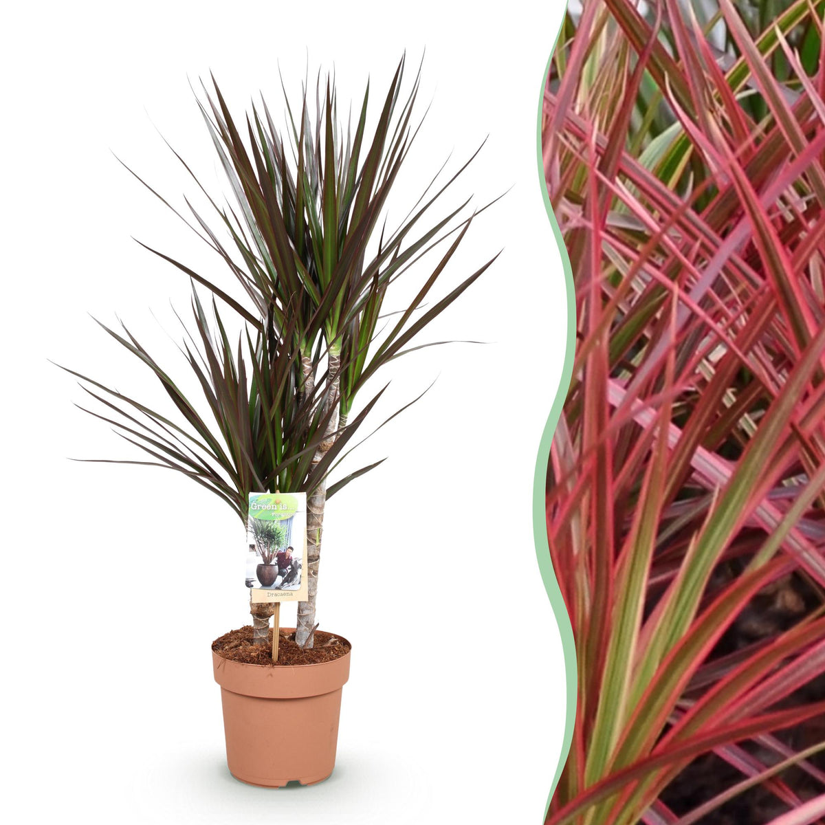 Dracaena Magenta, 70-80 cm hoog, detail van het blad