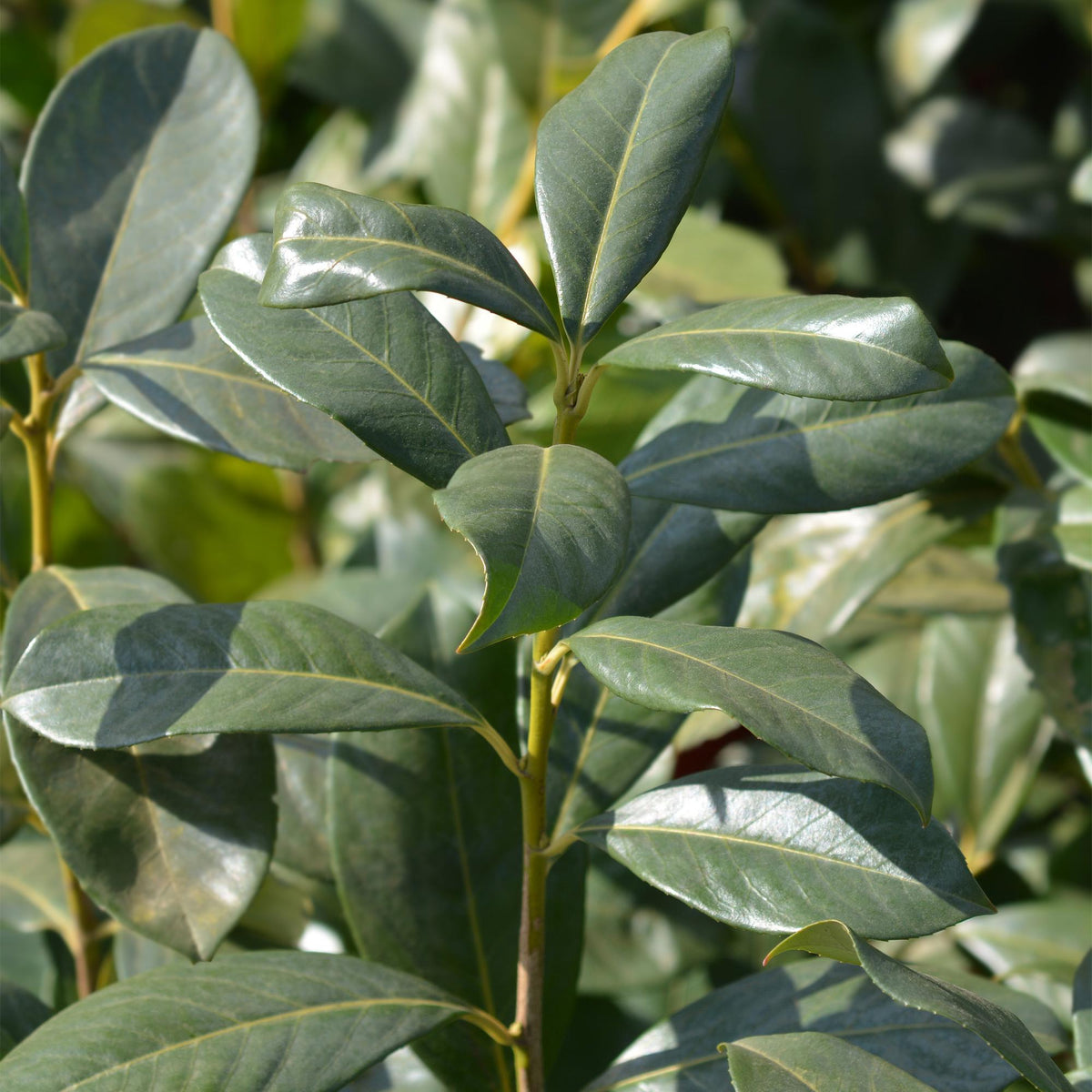 Prunus laurocerasus Rotundifolia, kenmerkend blad