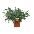 Productfoto van Phlebodium Blue Star