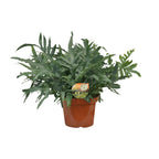 Productfoto van Phlebodium Blue Star