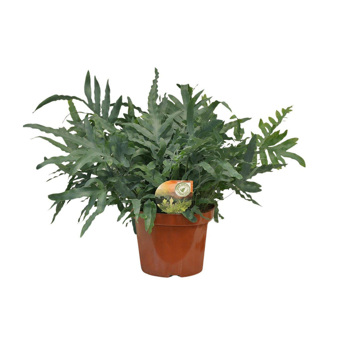 Productfoto van Phlebodium Blue Star