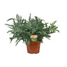 Phlebodium Blue Star