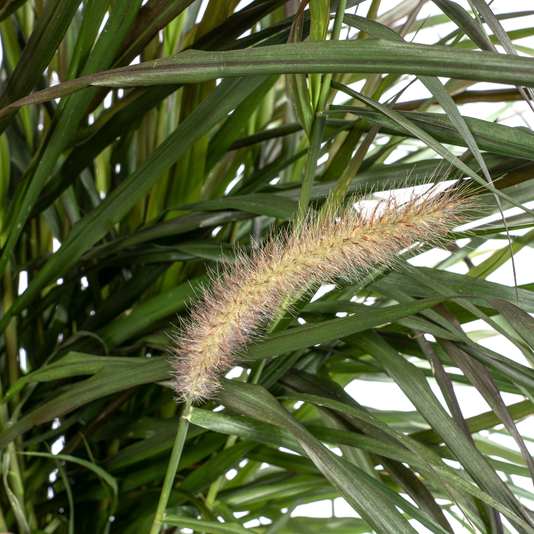 Pennisetum x Advena Chelsea, groene bladeren