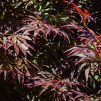 Japanse esdoorn Acer palmatum Trompenburg, detail van het blad