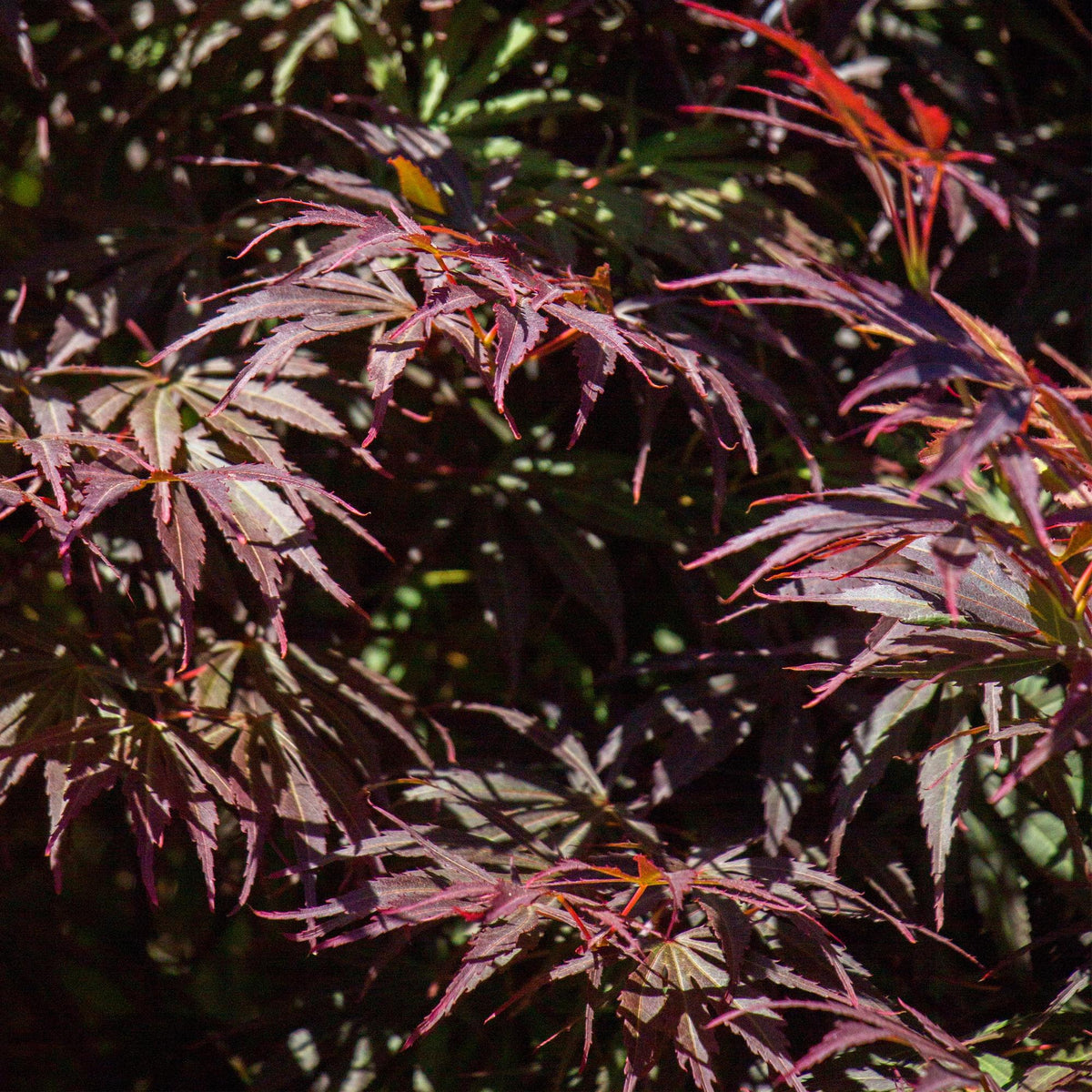 Japanse esdoorn Acer palmatum Trompenburg, detail van het blad