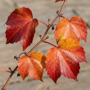Parthenocissus tricuspidata &