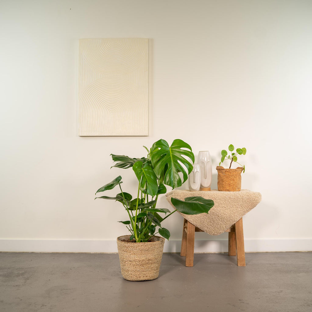 Monstera Deliciosa, 80 cm hoog