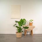 Monstera Deliciosa, 80 cm hoog
