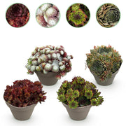 Sempervivum Big Sam, 17 cm hoog