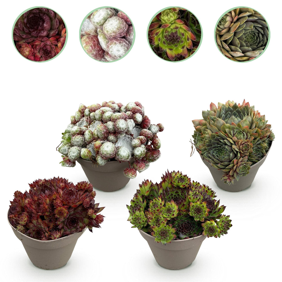 Sempervivum Big Sam, 17 cm hoog, detail van het blad