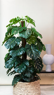 Monstera Deliciosa