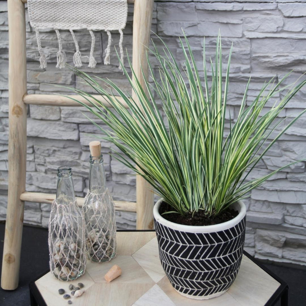 3 x Acorus gramineus 'Argenteostriatus', groeiwijze van de plant